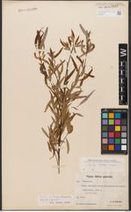 Foto von Salix woodii Seemen